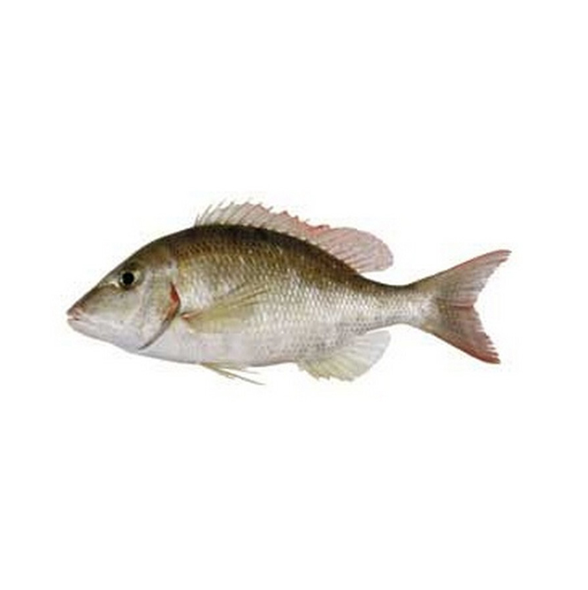 Emperor Fish (Gal Malu)